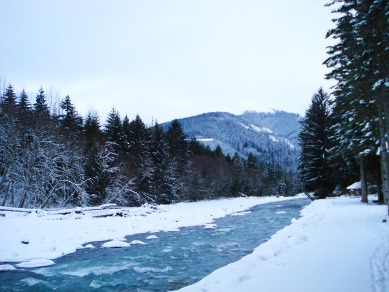 Greenwater in snow
